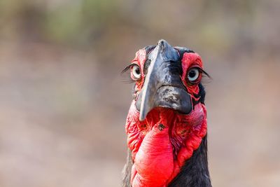 Close-up of a bird