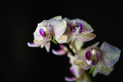 Close-up of purple flowering plant against black background