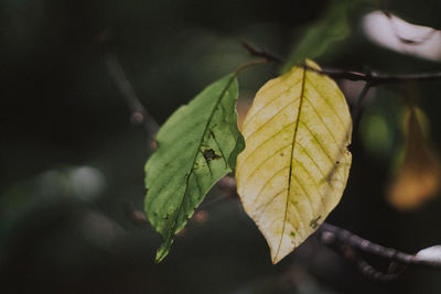 Close-up of yellow maple leaves