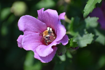 Close-up of bee pollinating on purple flower