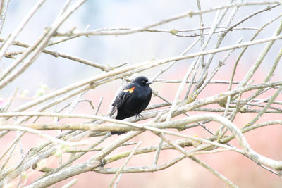 A red winged black bird perched on a branch