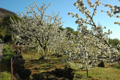 Cherry blossoms in spring