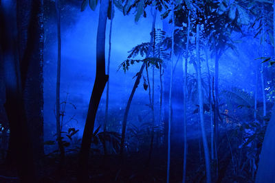 Scenic view of trees in forest during winter at night