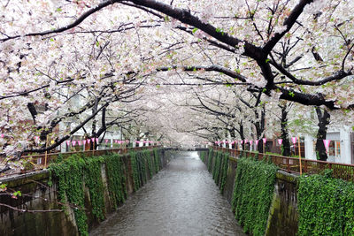 Cherry blossoms in spring