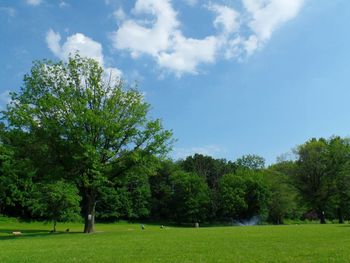 Trees on grassy field