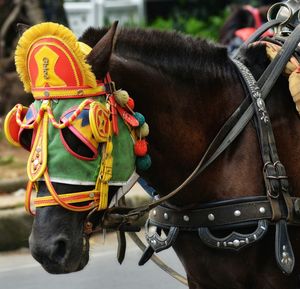 Close up of a horse