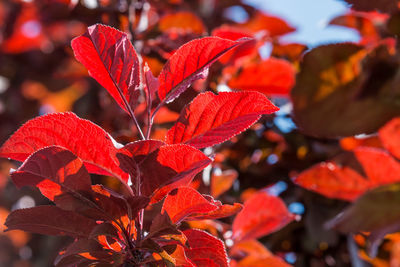 Close-up of red flowers against blurred background