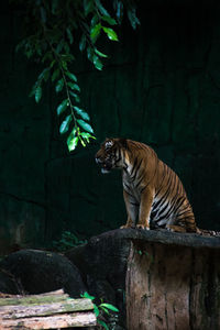 Tiger sitting on rock at zoo