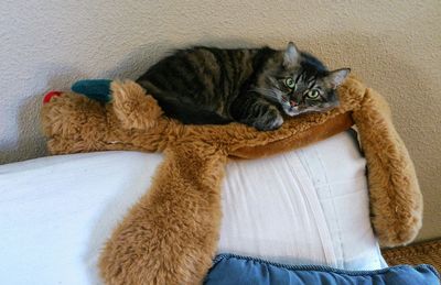 Close-up of cat lying on sofa at home