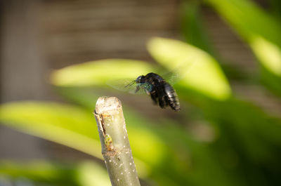 Close-up of insect on leaf