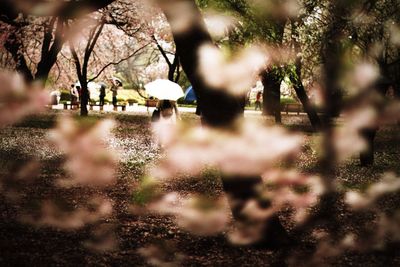 Close-up of trees against blurred background