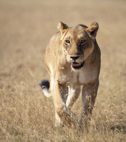 Portrait of lion running on field