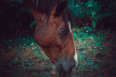 Portrait of a horse on field