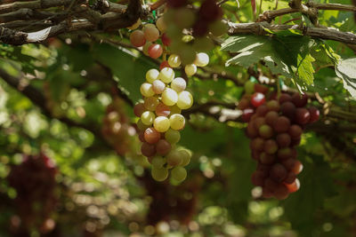 Close-up of berries growing on tree