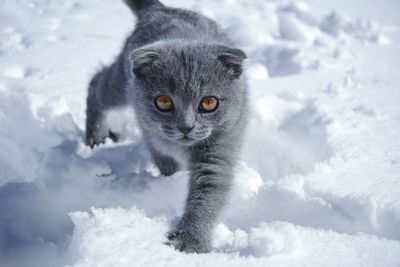 Close-up of cat on snow