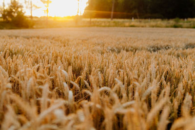 Scenic shot of wheat field