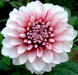 Close-up of pink flower blooming outdoors
