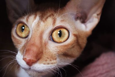 Cornish rex cat 