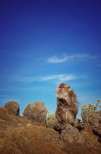 Dog sitting on rock against blue sky