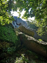 Low angle view of rocks in forest against sky