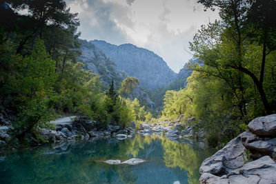 Scenic view of river amidst trees in forest