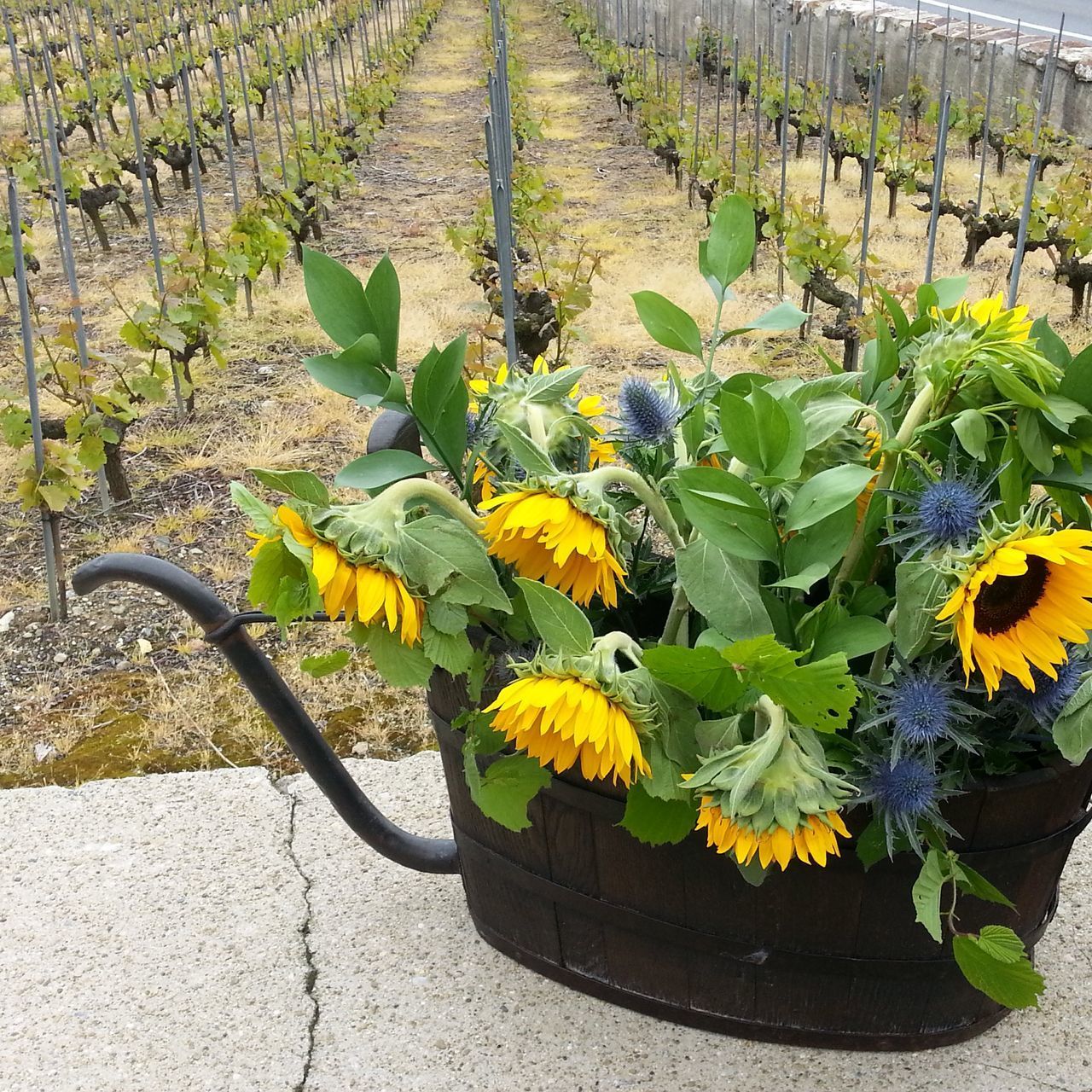 HIGH ANGLE VIEW OF YELLOW FLOWERING PLANTS BY WALL