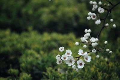 Close-up of white flowering plant