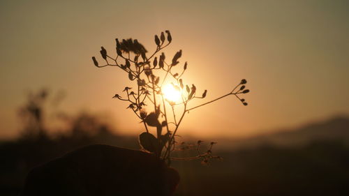 Silhouette plant on field against sky during sunset