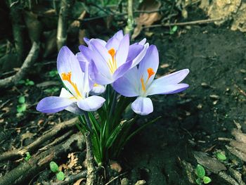 High angle view of crocus blooming outdoors