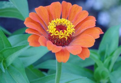 Close-up of yellow flower