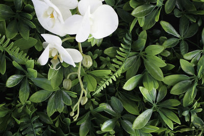 White orchid over green leaves background. copy space. nature concept