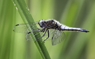 Close-up of insect on leaf