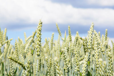 Close-up of wheat growing on field against sky