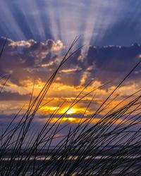 Close-up of grass at sunset