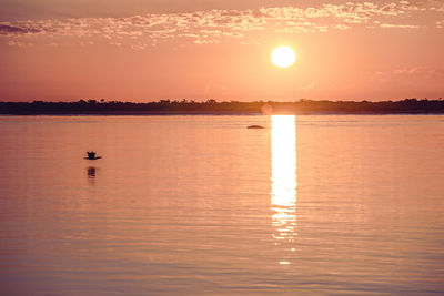 View of swan swimming in lake during sunset