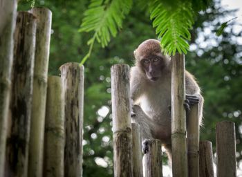 Portrait of monkey on wooden posts in forest