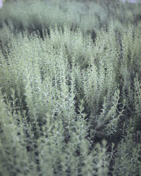 Close-up of snow on field