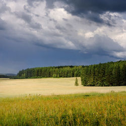 Scenic view of agricultural field against sky