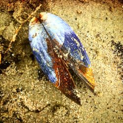 High angle view of shell at sandy beach