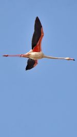 Low angle view of bird flying against clear blue sky