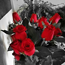 Close-up of red roses