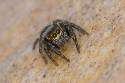 Close-up of spider