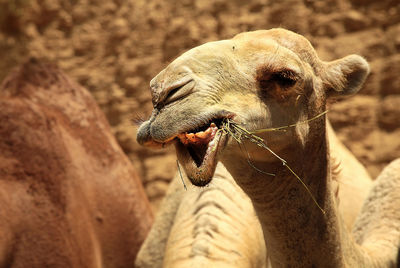 Close-up of a camel