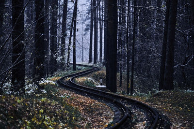 Railroad tracks amidst trees in forest
