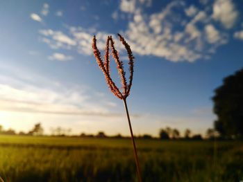 Close-up of leaf on field against sky