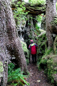 Rear view of man walking amidst trees in forest