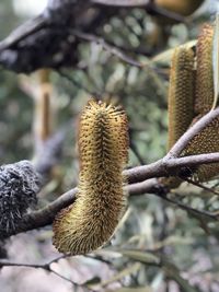 Close-up of fruit growing on tree