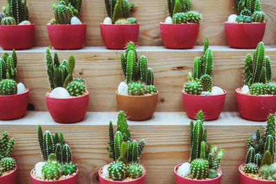 Close-up of potted plants