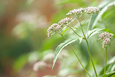 Close-up of white flowering plant