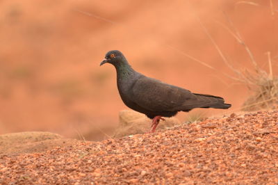 Bird in the background